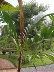 Areca vestiaria 'red leaf form'