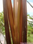 Areca vestiaria 'red leaf form'