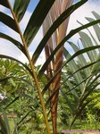 Areca vestiaria 'red leaf form'
