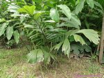 Arenga pinnata�