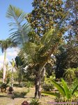 Arenga westerhoutii 