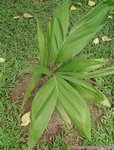 Bactris setulosa� 
