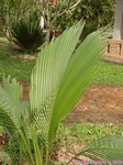 Beccariophoenix madagascariensis * 'Eastern'