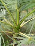 Borassus flabellifer 