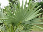Borassus flabellifer 