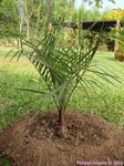 Butia eriospatha 