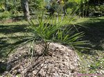 Butia purpurascens�