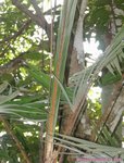 Calamus sp. � identifier  