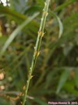 Calamus moti var. siamensis