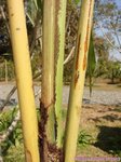 Caryota maxima 