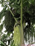 Caryota mitis 