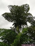Caryota mitis 