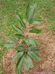 Caryota ophiopellis� 