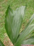 Caryota ophiopellis� 