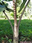 Caryota zebrina� 