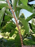 Caryota zebrina� 