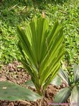 Caryota zebrina� 