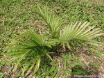 Chamaedorea cataractarum 