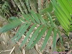 Chamaedorea tepejilote 