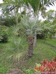Chamaerops humilis