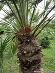 Chamaerops humilis
