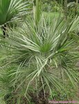 Chamaerops humilis