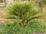 Chamaerops humilis vulcano 