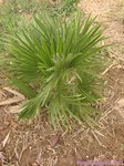 Chamaerops humilis vulcano 