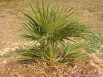 Chamaerops humilis vulcano 