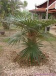 Coccothrinax crinita 