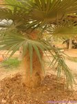 Coccothrinax crinita 