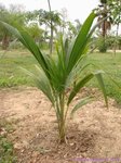 Cocos nucifera dwarf Thailand
