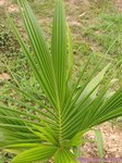 Cocos nucifera dwarf Thailand