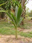 Cocos nucifera dwarf Thailand