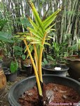 Cocos nucifera var. golden yellow�* 'Kao Lak'