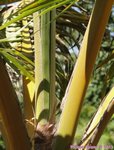 Cocos nucifera var. golden�