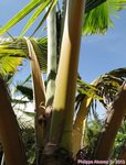 Cocos nucifera var. golden�