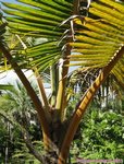 Cocos nucifera var. golden�