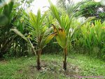 Cocos nucifera var. orange�/ Tha�lande