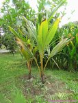 Cocos nucifera var. orange�/ Tha�lande