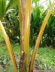 Cocos nucifera var. orange�/ Tha�lande