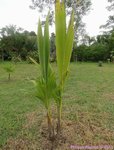 Cocos nucifera var. � 2 t�tes 