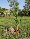 Cocos nucifera var. � 2 t�tes 