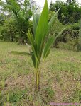 Cocos nucifera var. 'Kati' * Utilis�e pour le lait