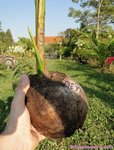 Cocos nucifera var. 'Kati' * Utilis�e pour le lait