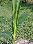 Cocos nucifera var. 'Kati' * Utilis�e pour le lait