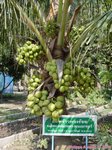 Cocos nucifera var. 'Puang roy'