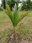 Cocos nucifera var. 'Puang roy'
