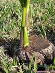 Cocos nucifera var. 'Puang roy'