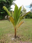 Cocos nucifera var. spicata 